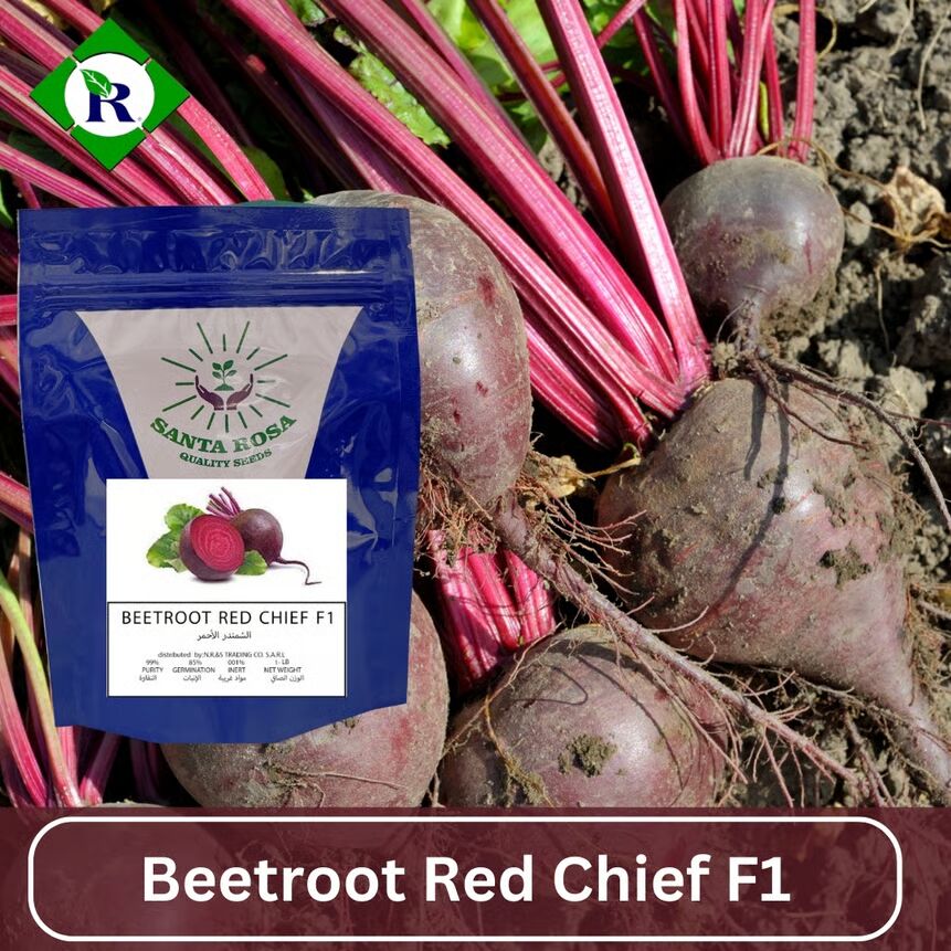 Beetroot Red Chief F1 1LB