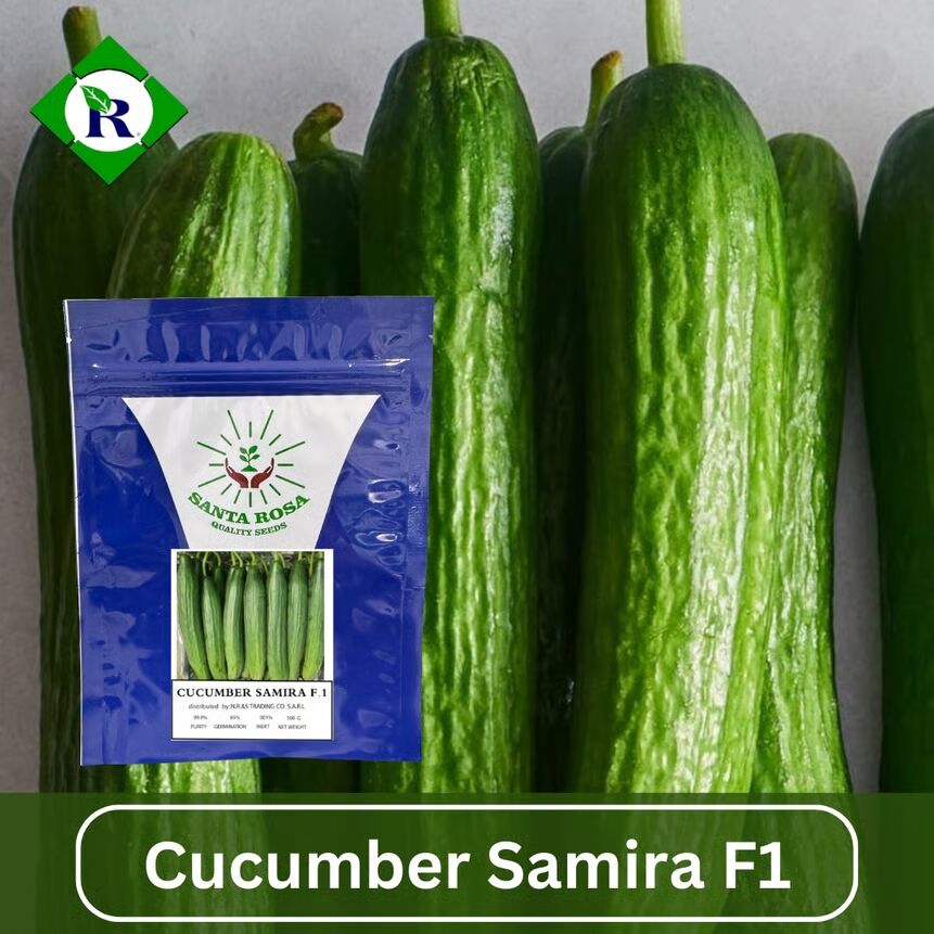 santa rosa green seeds Cucumber Samira F1 500 Seeds – NR&S Trading Co