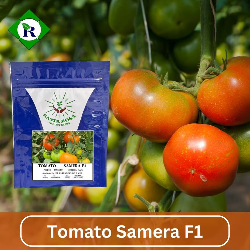 seeds santa rosa Tomato Samera F1 1000 Seeds – NR&S Trading Co