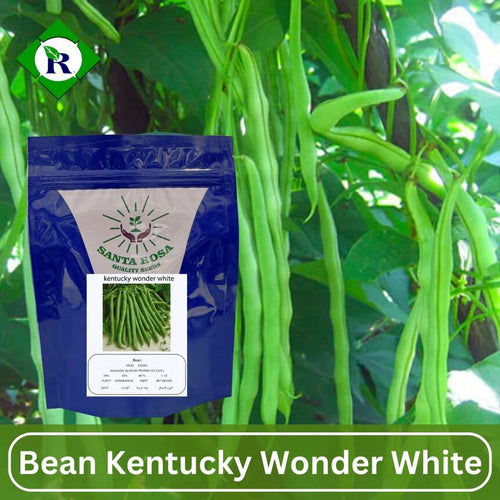 Bean Kentucky Wonder White 500 g