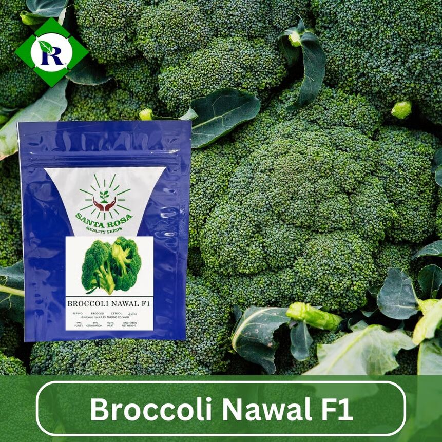 Broccoli Nawal F1 1000 Seeds