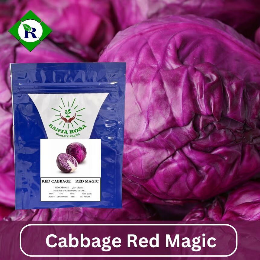 Cabbage Red Magic 1000 Seeds