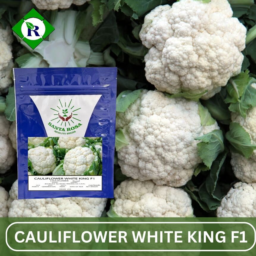 Cauliflower White King F1 2500 Seeds