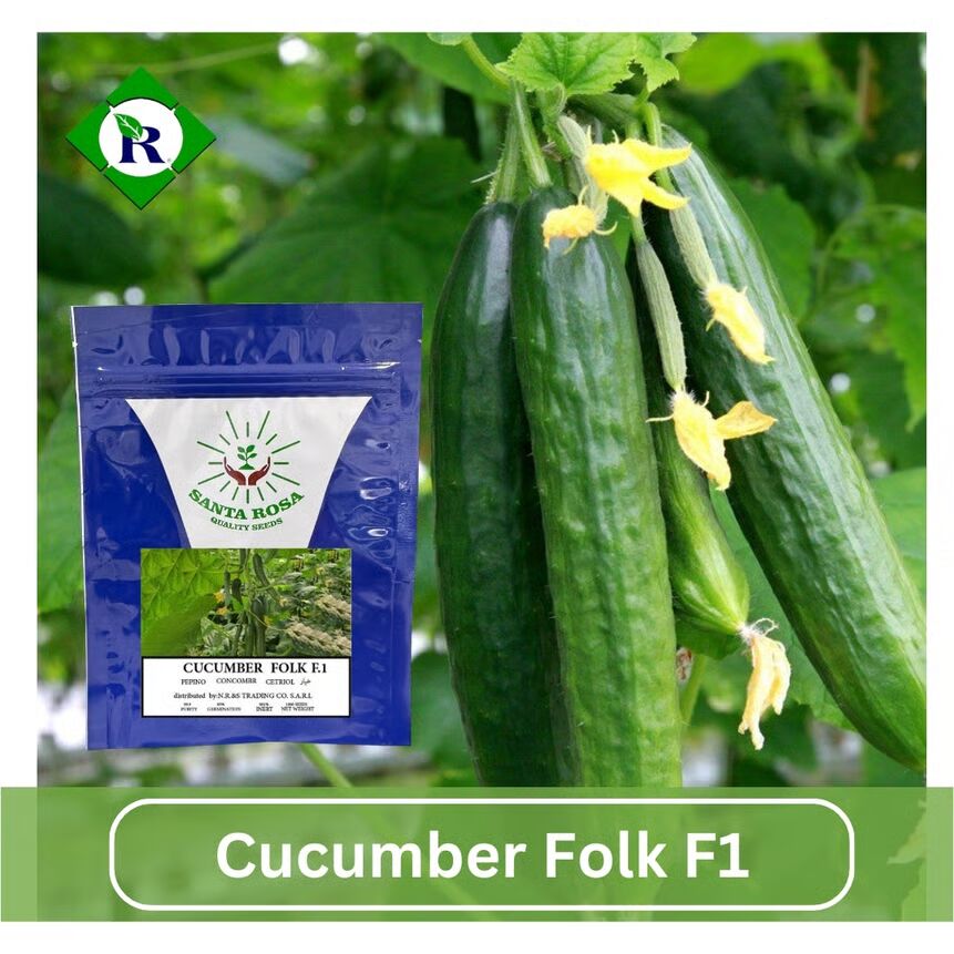 Cucumber Folk F1 1000 Seeds