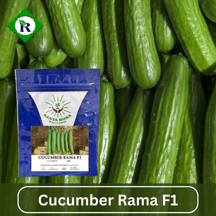 Cucumber Rama F1 500 Seeds