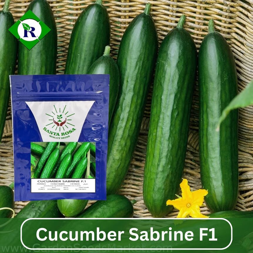 Cucumber Sabrine F1