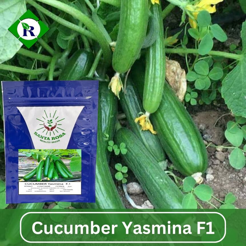 Cucumber Yasmina F1