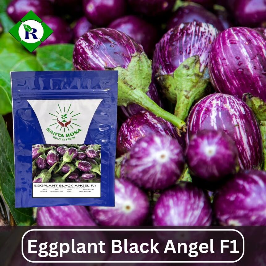 Eggplant Black Angel F1 1000 Seeds