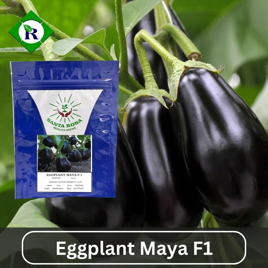Eggplant Maya F1 1500 Seeds