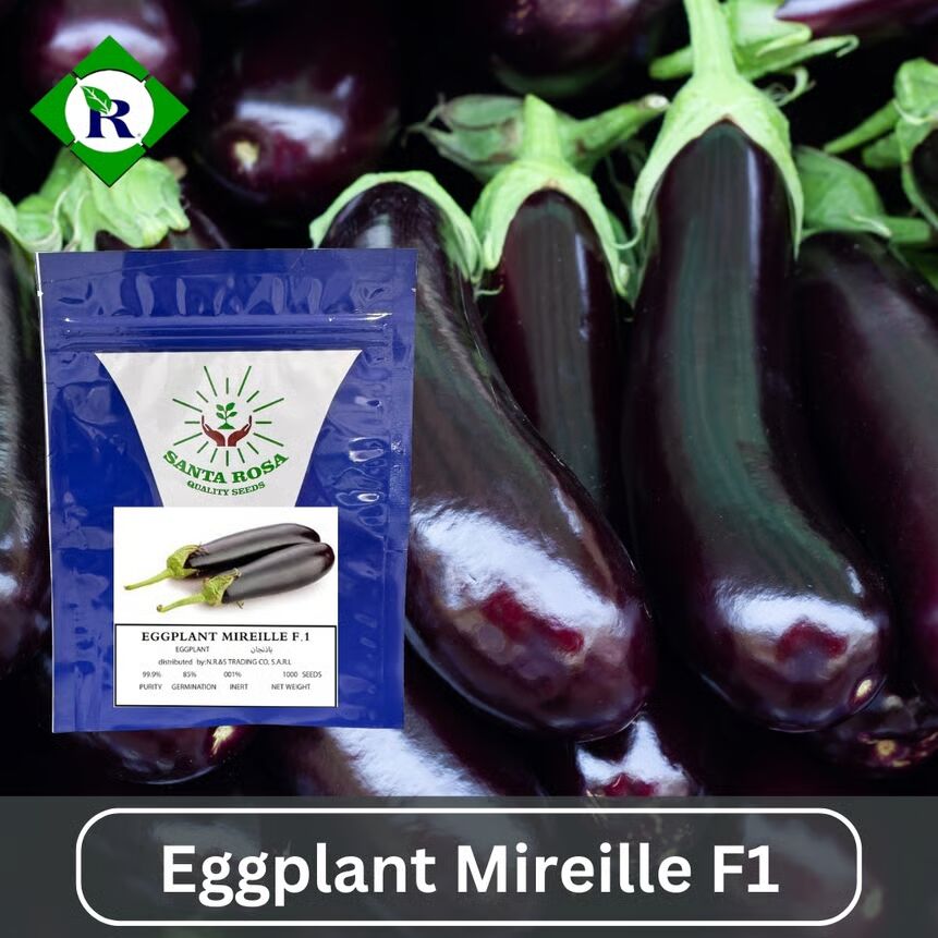 Eggplant Mireille F1