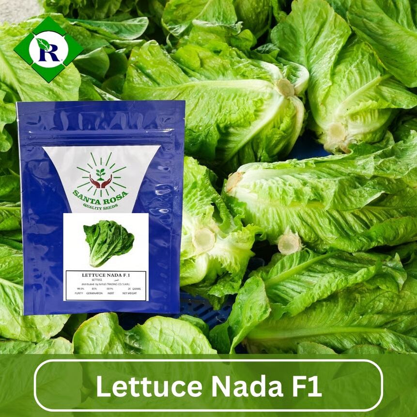 Lettuce Nada F1 20g