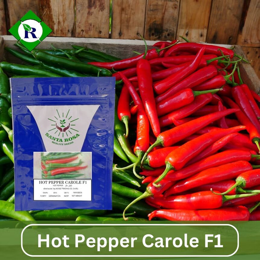 seeds santa rosa Pepper Hot Carole F1 1000 Seeds – NR&S Trading Co
