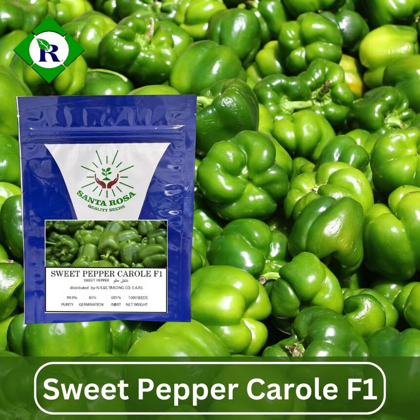 Pepper Sweet Carole F1 1000 Seeds