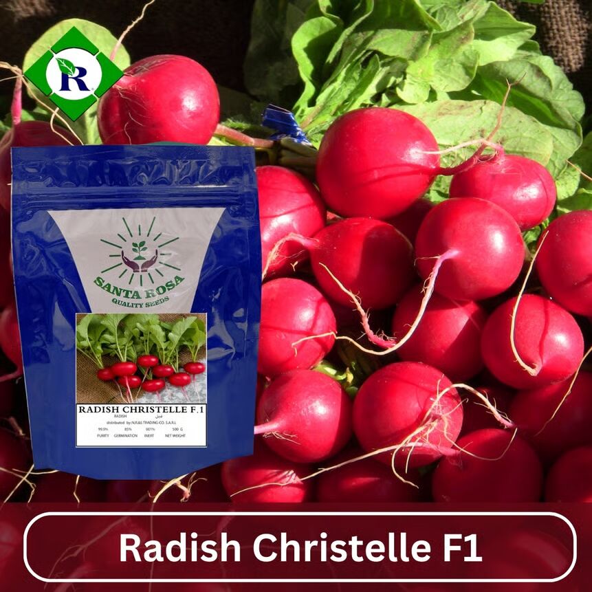 Radish Christelle F1 500g
