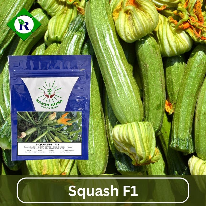 Squash F1 500 Seeds