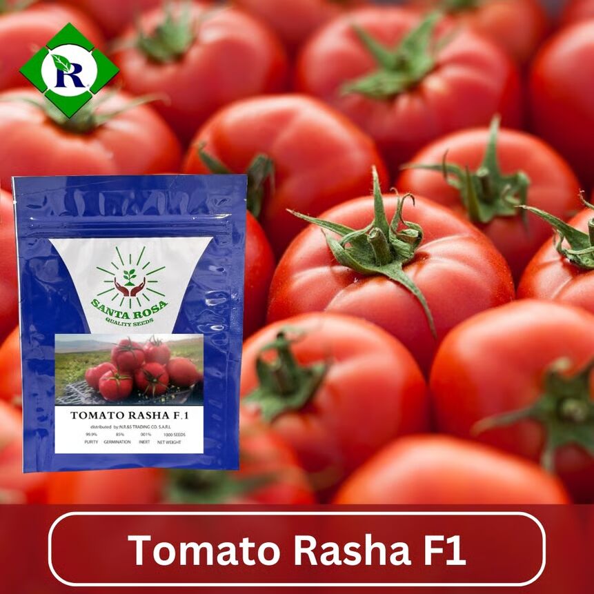 Tomato Rasha F1 1000 Seeds