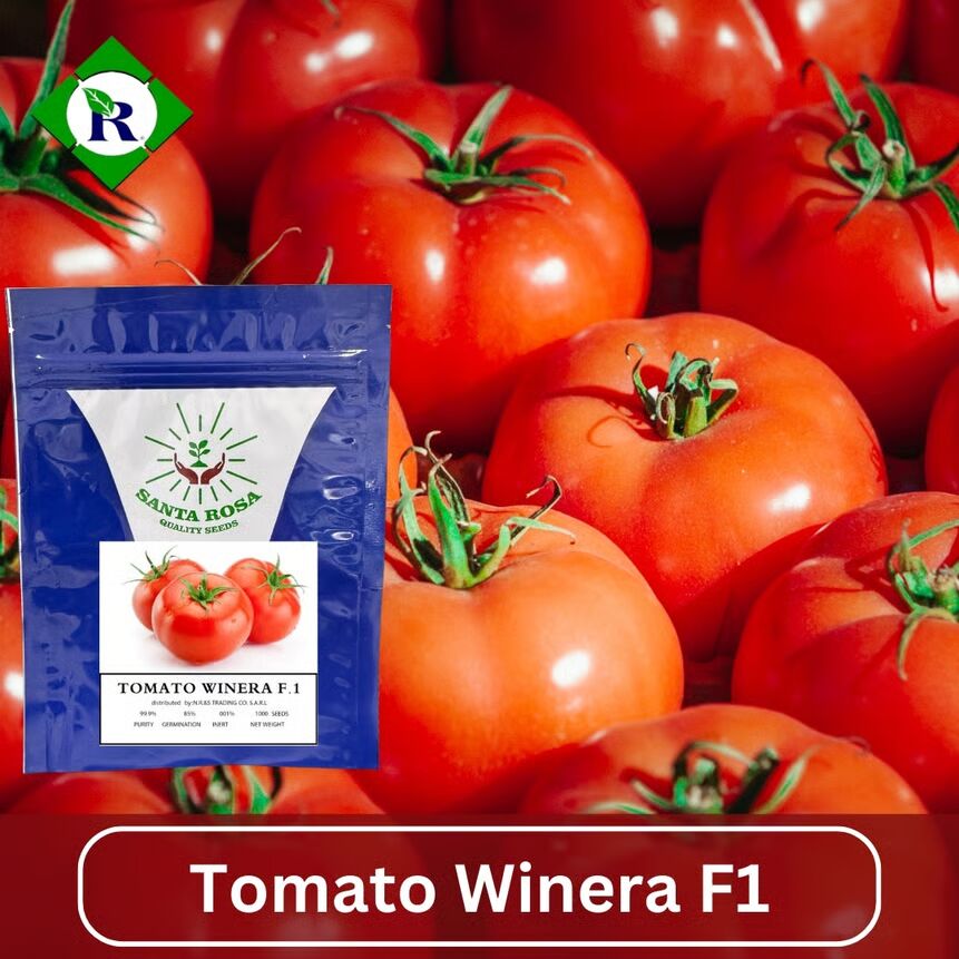 Tomato Winera F1 1000 Seeds